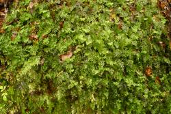 Hymenophyllum revolutum. Plants growing on a bank.  
 Image: L.R. Perrie © Te Papa 2011 CC BY-NC 3.0 NZ